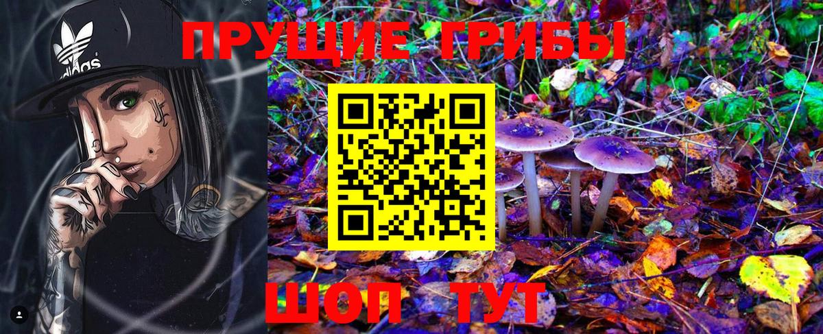 Псилоцибиновые грибы Cubensis Карачаевск