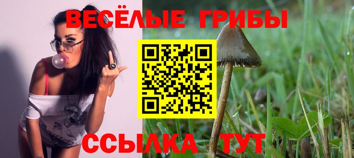 Карачаевск  Галлюциногенные грибы Psilocybine cubensis  Вход с VPN 